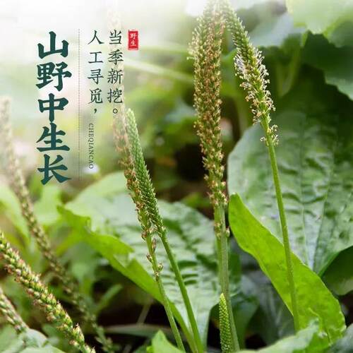 野生车前草中药材500g250克水洗