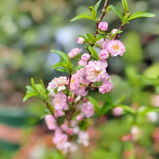 粉花重瓣麦李 树苗耐寒耐热庭院花苗 地栽盆栽当年开花