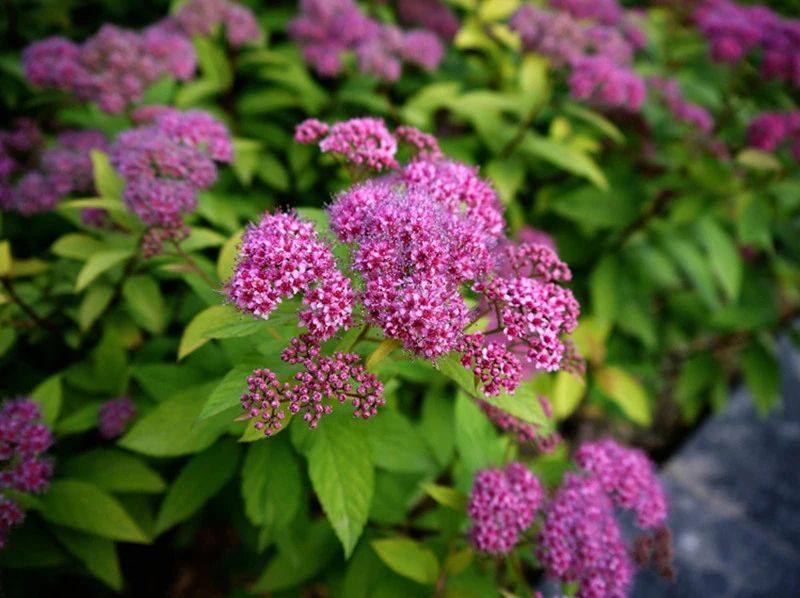 花叶绣线菊科斯帕 粉霜 金山多年生彩叶花灌木 耐热耐寒盆栽植物