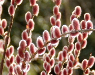 日本红猫柳 阿苏山多年生切枝花卉耐寒观叶灌木盆栽植物 小苗
