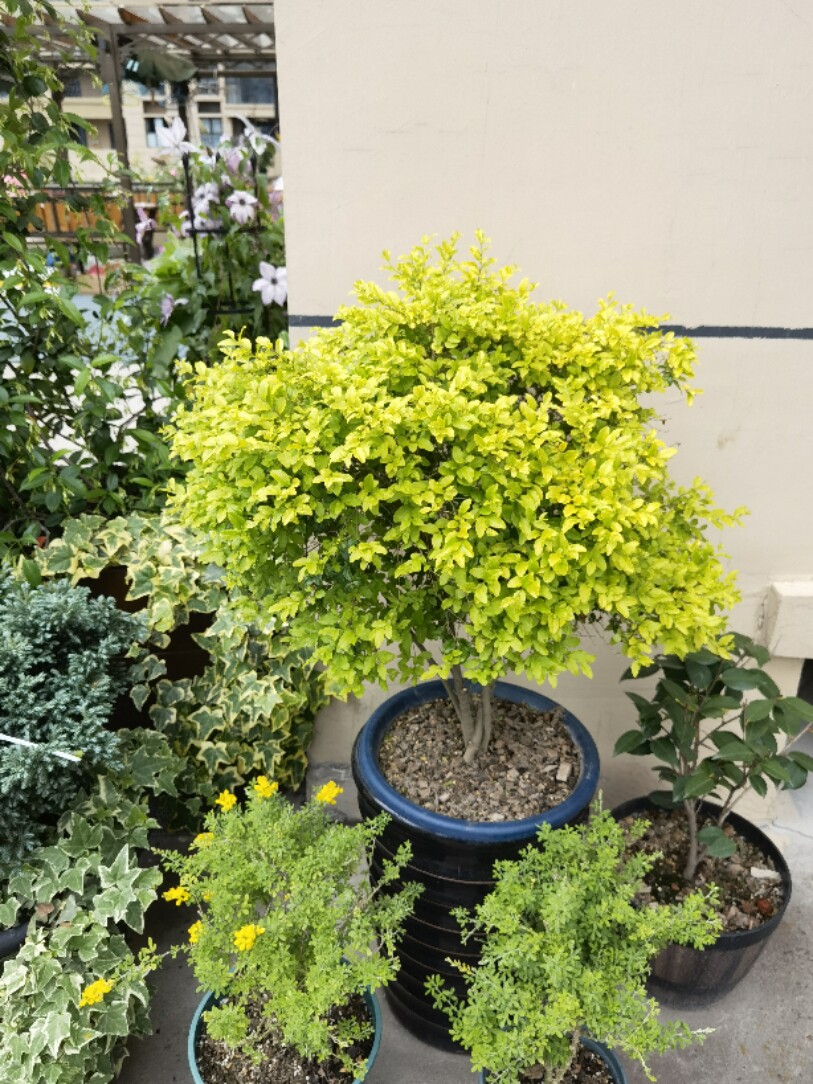 亮金女贞 柠檬之光 冬季不落叶 盆栽庭院金黄观叶植物 营养钵小苗