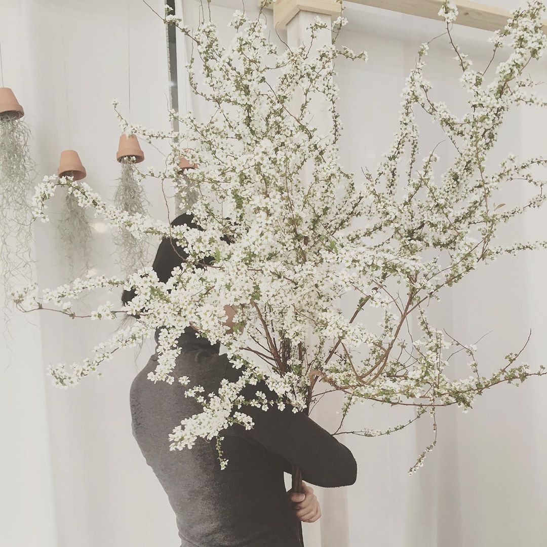 多年生耐热耐寒喷雪花庭院