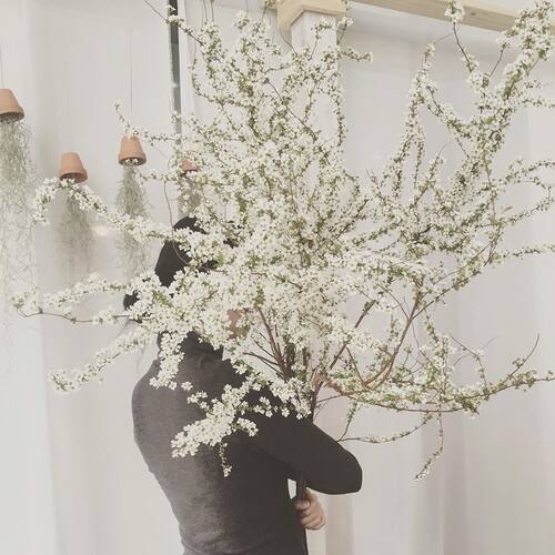 多年生耐热耐寒喷雪花庭院