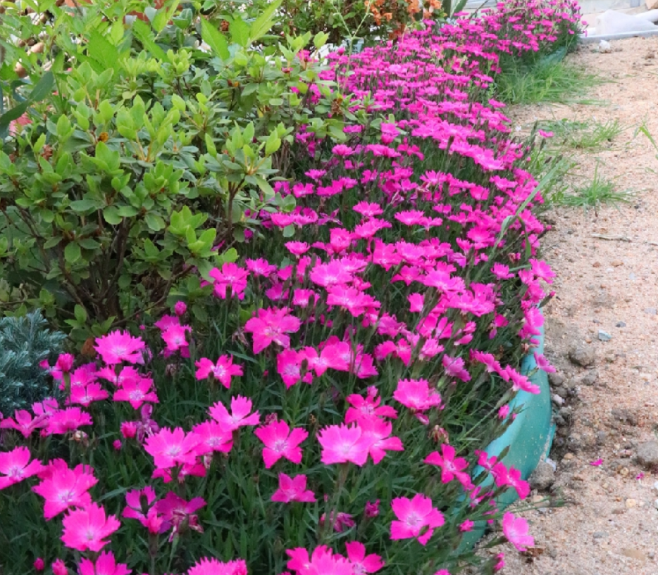 常绿地被 欧石竹粉贝 白花 会开花的草坪 阳台植物盆栽小苗