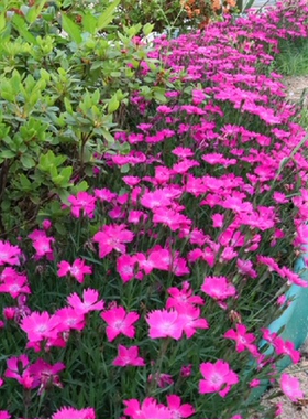 常绿地被 欧石竹‘粉贝’ 白花 会开花的草坪 阳台植物盆栽小苗