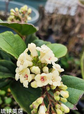 琉球荚蒾Viburnum suspensum Lindl