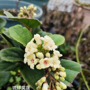 琉球荚蒾Viburnum suspensum Lindl
