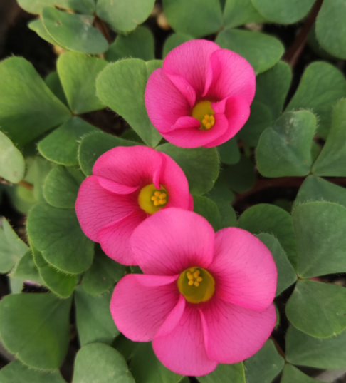 酢浆草盆栽苗秋植种球根新手好养易爆盆耐寒花幸运草阳台庭院花卉