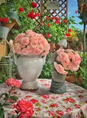 清场 月季盲盒 月季福利苗脱盆带护心土发货