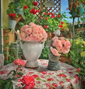 清场 月季盲盒 月季福利苗脱盆带护心土发货