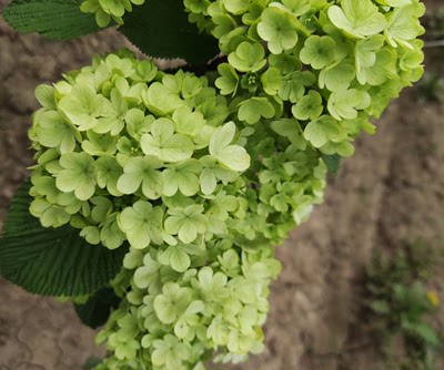 木绣球麻球庭院花园植物