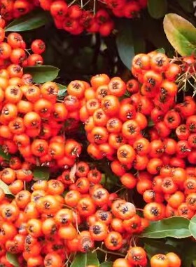 火棘：橙色发光/桔色魅力Pyracantha coccinea Orange Glow 小苗