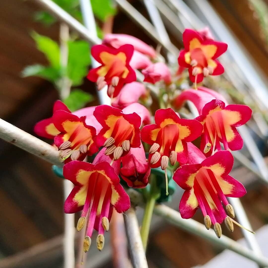 phygelius african queen 开普敦吊钟花 直立 非洲女王 盆栽 小苗