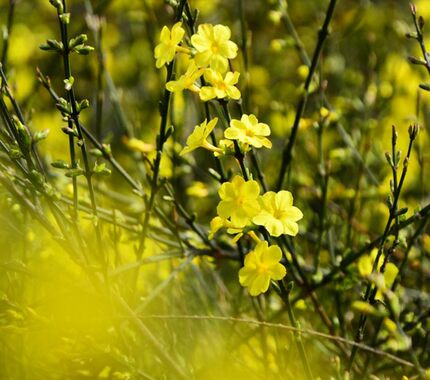 四季开花迎春迎夏花苗 花期长花境盆栽 耐寒耐热 一颗包邮