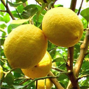奇花异果 尤力克香水柠檬limon tree 常绿小果树 叶子都是香香的