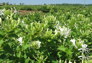奇花异草 法国一号强香型金银花 丰花耐寒耐热    小苗