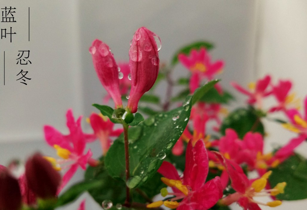 新疆忍冬蓝叶小苗金银花