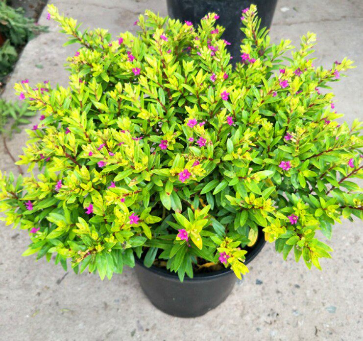 常绿灌木 金叶满天星"金色红宝石" 营养钵小苗
