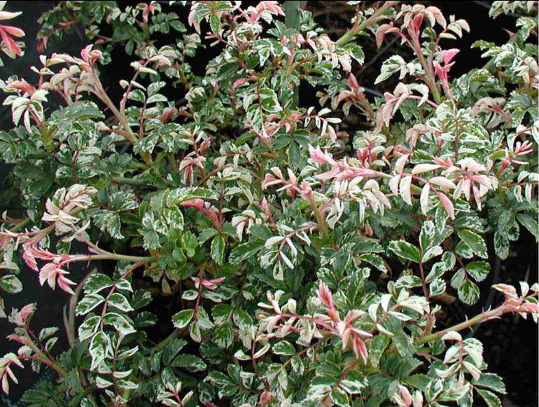 庭院蔷薇rosa小苗彩叶