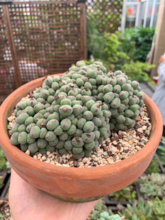 口笛多头群生即将分头 一物一拍  番杏科 肉锥 多肉植物   满28包