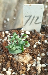 宽弹 宽叶弹簧草 块根球根直径约1-2厘米 稀有冷门多肉植物满28包