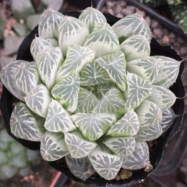 玉露厘米十二卷多肉植物满28包邮