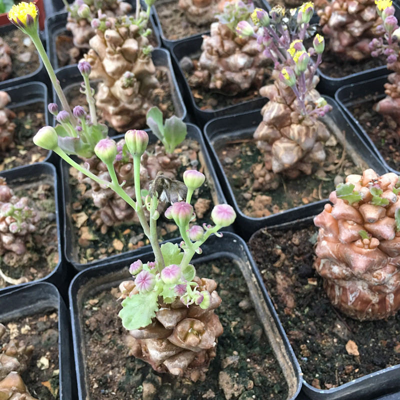 蛮鬼塔实生进口稀有块根多肉植物菊科厚敦菊属 满28包邮