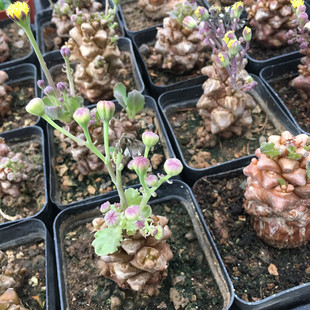 蛮鬼塔实生进口稀有块根多肉植物菊科厚敦菊属 满28包邮