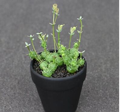 鱼鳞宝  稀有稀缺品种 美得很 多肉植物 全店满28包邮