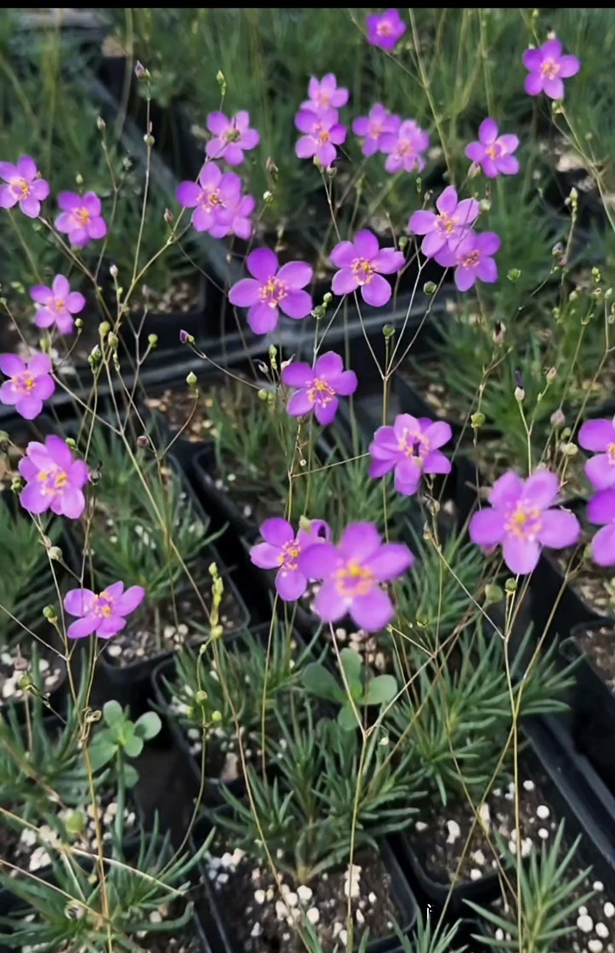 火焰花，岩粉花，块根类、马齿苋科，土人参属多肉植物  28包邮。
