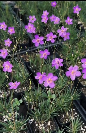 火焰花，岩粉花，块根类、马齿苋科，土人参属多肉植物  28包邮。
