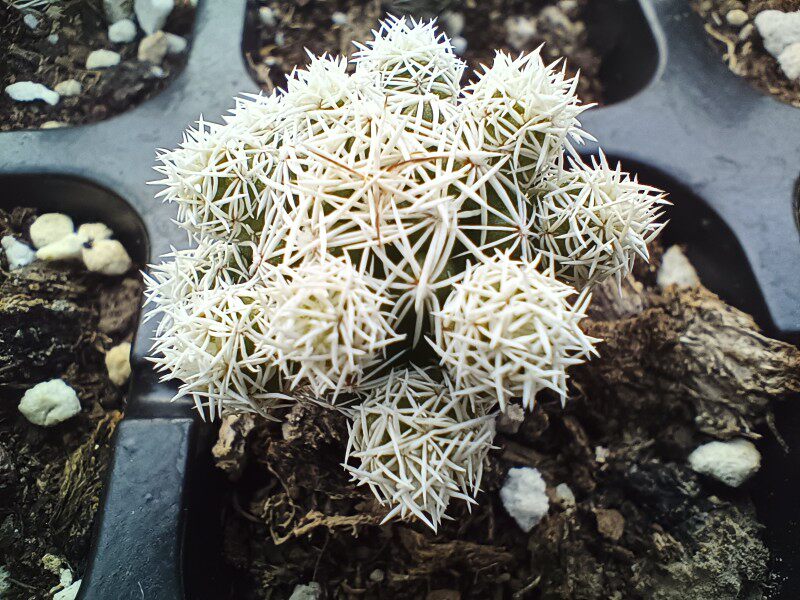 白鸟 无刺仙人球 多肉植物办公多肉植物