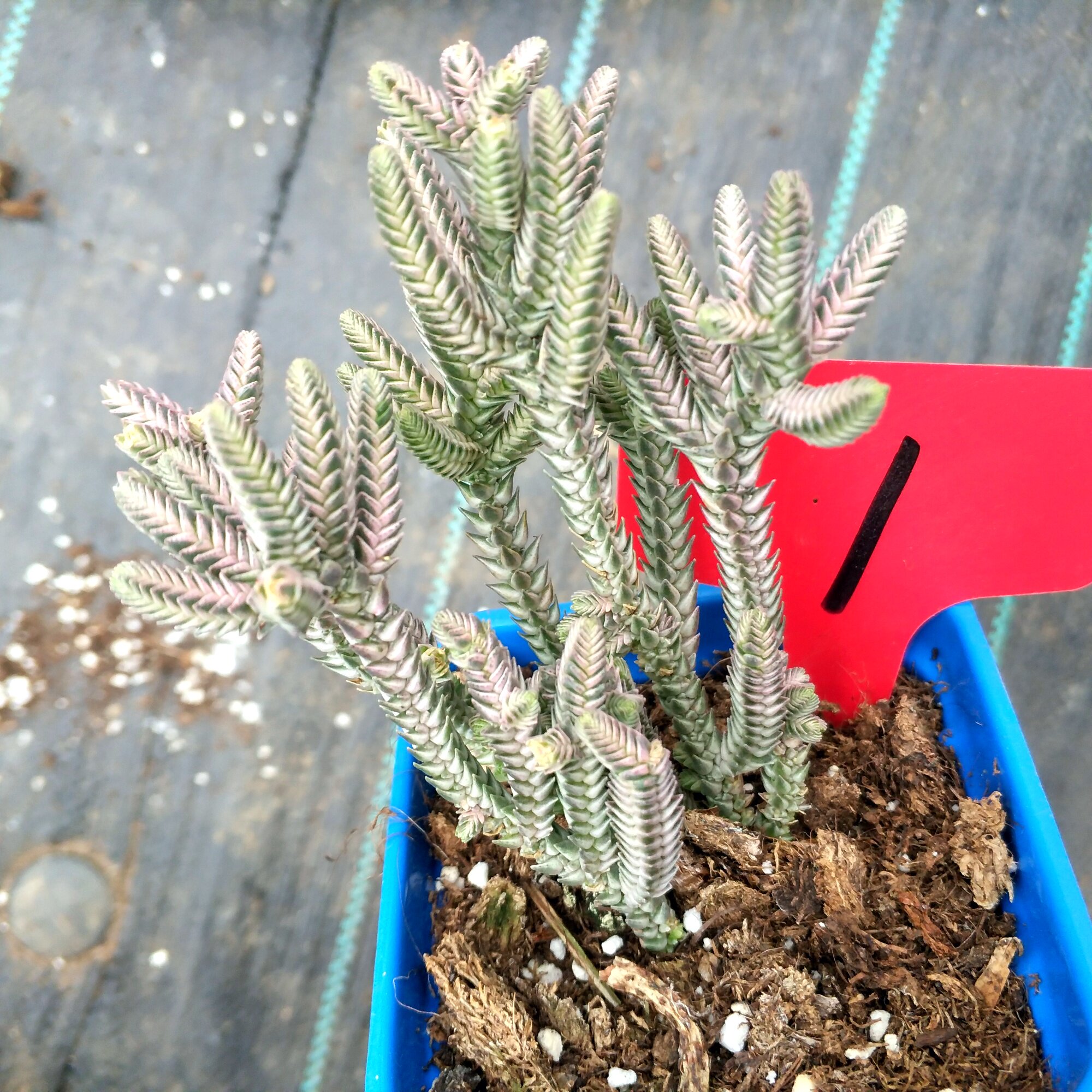 绿植群生盆栽多肉满28包邮