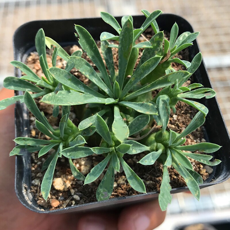峨眉山多头群生小菠萝 多肉植物新品热销 全店满28包邮