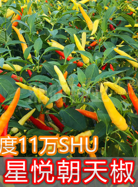 湘研朝天椒种子白米椒特别香辣