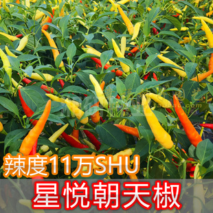 辣度11万SHU白米椒香味浓湘辣575 超辣指天椒 星悦朝天椒种子