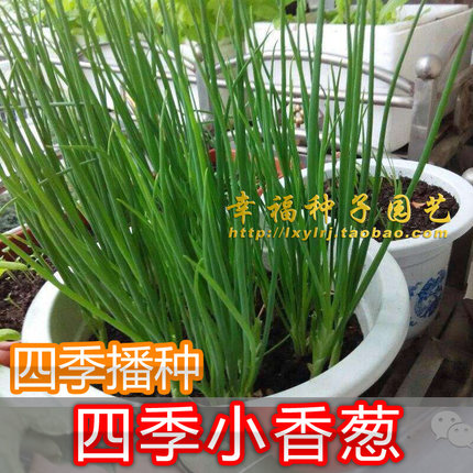 【四季小香葱种子 】香味浓 耐高温 小葱种子 200 粒 四季可播种