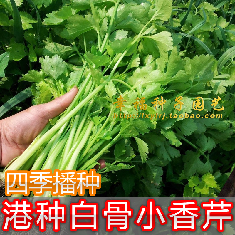 【港种黄心白骨小香芹菜种子】潮汕小芹菜唐芹种子香草种子春秋播