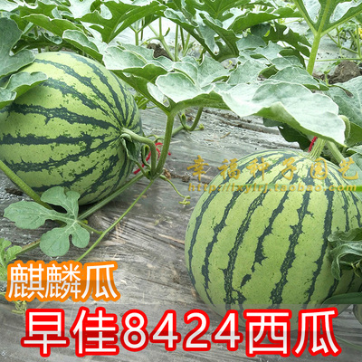 阳台盆栽春夏播种小西瓜