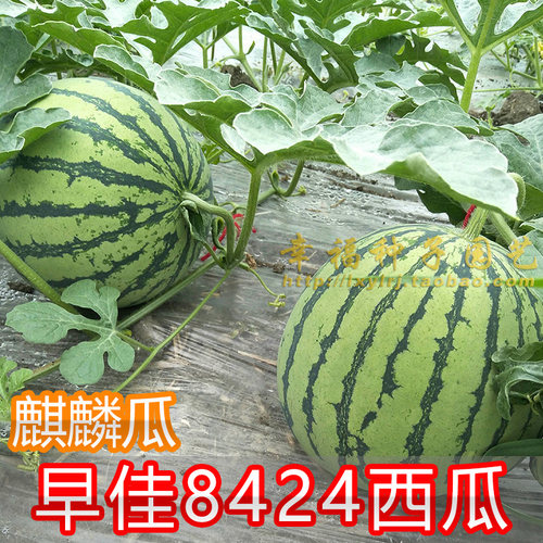 阳台盆栽春夏播种小西瓜