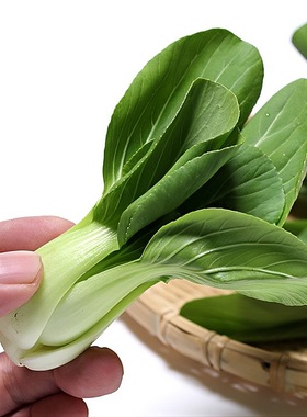 【迷你青梗菜种子】mini青梗菜 上海青 飘儿白盆栽广良菁冠青梗菜