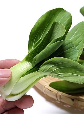 引领市场的mini青梗菜品种个头小