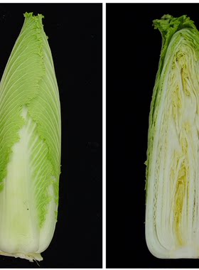 中蔬包心白菜种子玉田包尖大白菜
