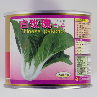 【白玫瑰白菜】白梗奶白清甜耐热耐雨广东良种进口容易种植阳台种