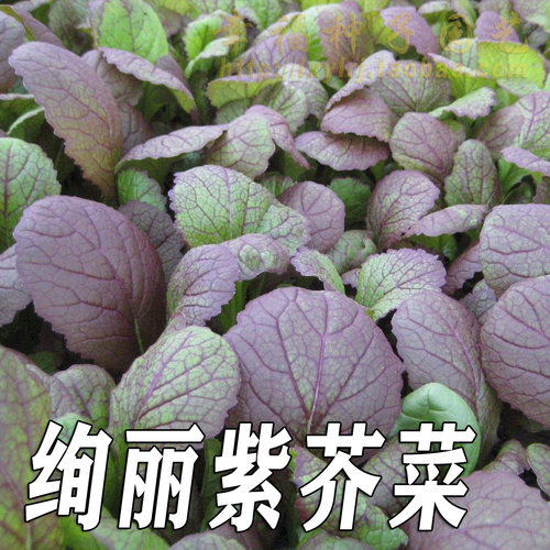 农科院紫色芥菜种子紫青菜好吃品