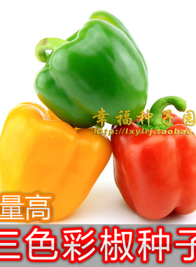 【三色甜辣椒种子】五彩椒 黄色甜椒 红色甜椒 绝非转基因蔬菜种