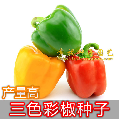 黄色非转基因蔬菜种五彩椒
