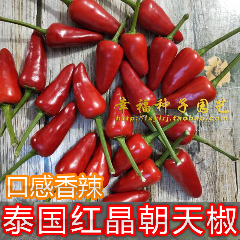 【灯笼朝天椒种子】泰国 辣味香浓 辣椒种子 丰产量高 抗病易种植