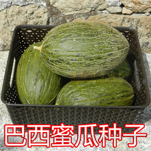 巴西蜜瓜种子 玛德琳甜瓜 斗牛甜瓜Pele de Sapo 甜度好易座果