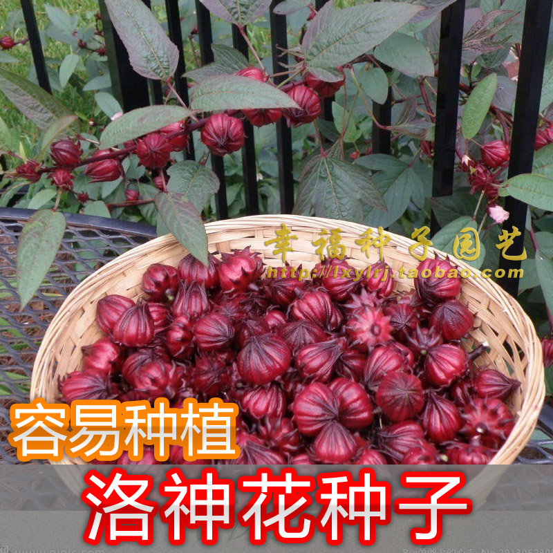 【洛神花种子】红桃种子 玫瑰茄 花草茶春播 夏季种子 容易种植